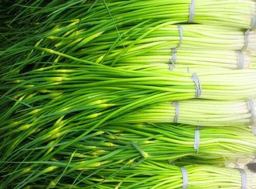 蔬菜品種：蒜薹