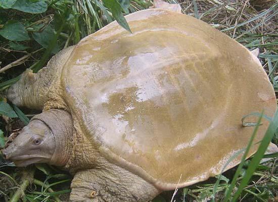 鮮活水產(chǎn)類：甲魚(yú)