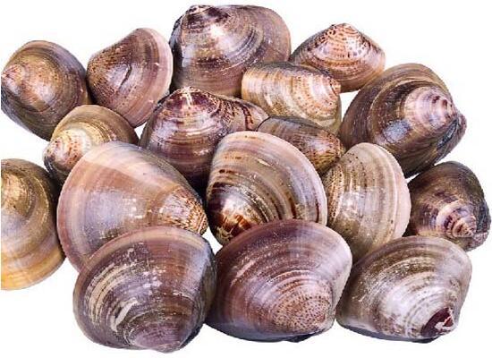 鮮活水產(chǎn)品：生河蜆