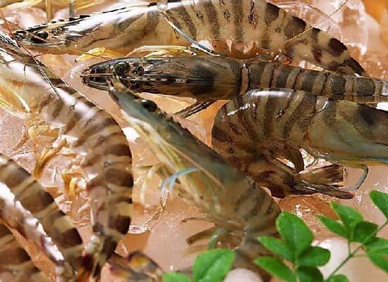 鮮活水產(chǎn)類：瀨尿蝦/皮皮蝦