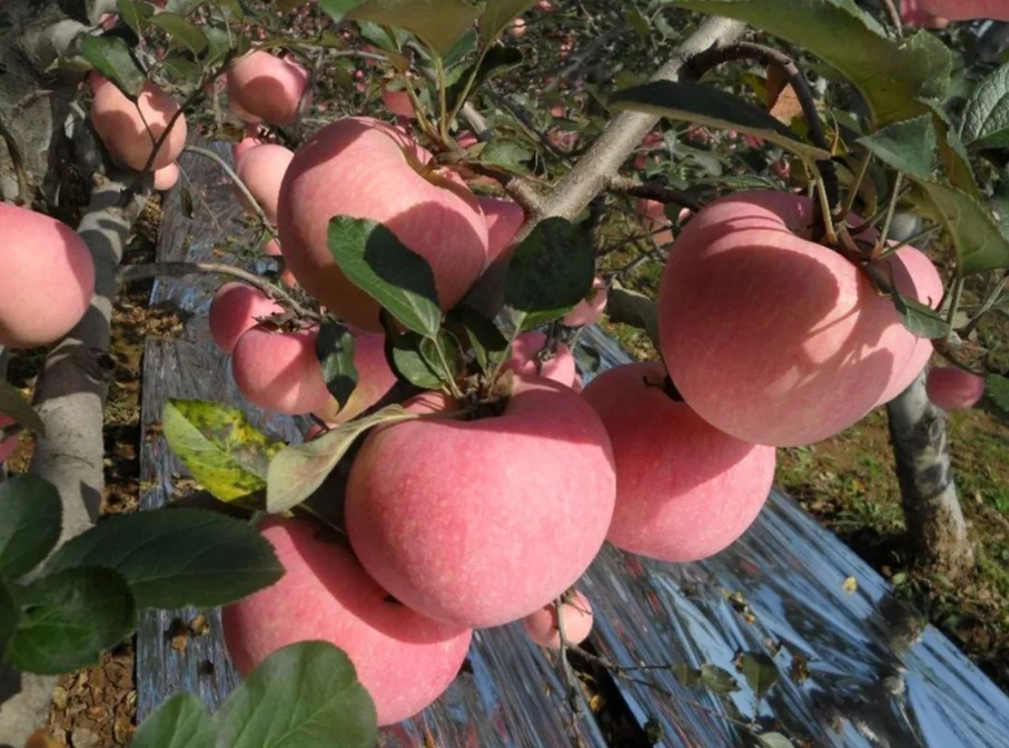 農(nóng)產(chǎn)品配送公司為您報道：來自陜西千陽蘋果的故事