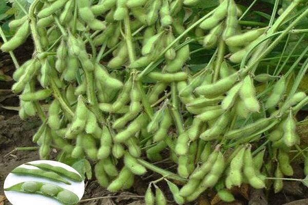 1760173466.jpg tupian_maodou5.jpg