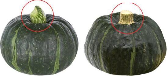 1760176743.jpg tupian_nangua2.jpg