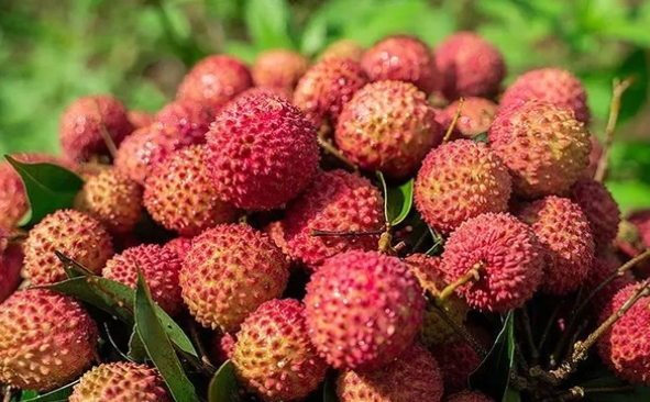 荔枝：不止是美味，更是營(yíng)養(yǎng)小寶庫(kù)