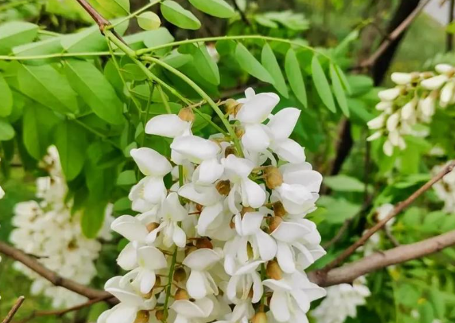 童年記憶的樹(shù)上天然甜品——槐花